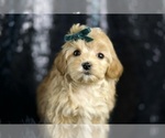 Small Photo #61 Maltipoo Puppy For Sale in WARSAW, IN, USA