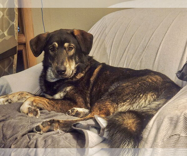 Medium Photo #2 Mutt Puppy For Sale in St. Louis Park, MN, USA