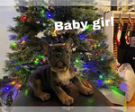 Small Photo #15 French Bulldog Puppy For Sale in STOCKTON, CA, USA