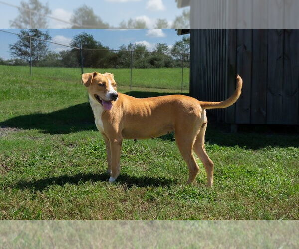 Medium Photo #2 Mutt Puppy For Sale in Abbeville, LA, USA