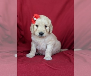 Goldendoodle Puppy for sale in KIRKWOOD, PA, USA