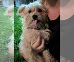 Small #3 Mutt