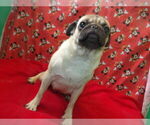 Small #1 Pug
