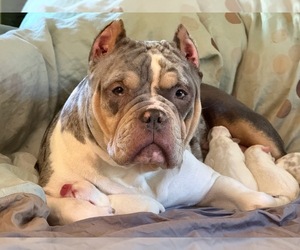 American Bully Puppy for Sale in PORTLAND, Oregon USA