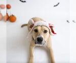 Small #42 American Pit Bull Terrier Mix