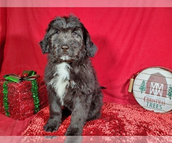 Medium Photo #1 Bernedoodle Puppy For Sale in BLACK FOREST, CO, USA