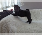 Small Photo #13 Chinese Shar-Pei Puppy For Sale in ELLENWOOD, GA, USA