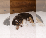 Small #5 Australian Shepherd