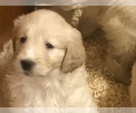 Small Photo #3 Goldendoodle Puppy For Sale in EASTON, MA, USA