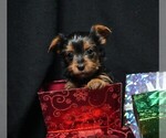 Small #1 Yorkshire Terrier