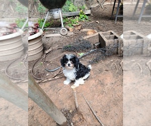 Cavapoo Puppy for Sale in CANDLER, North Carolina USA