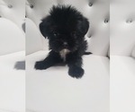Puppy Puppy 3 Shih Tzu-ShihPoo Mix
