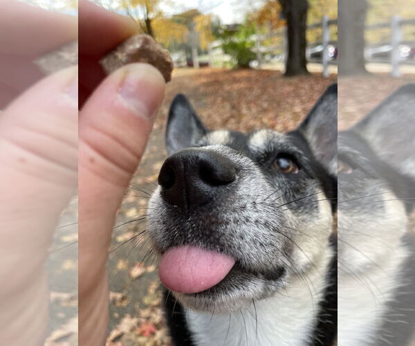 Medium Photo #34 Siberian Husky-Unknown Mix Puppy For Sale in Minneapolis, MN, USA