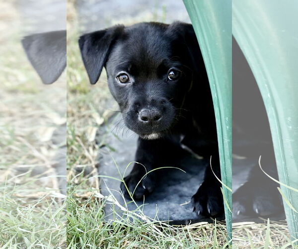Medium Photo #12 American Pit Bull Terrier-Labrador Retriever Mix Puppy For Sale in McKinney, TX, USA