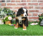 Small #5 Bernese Mountain Dog