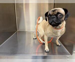 Pug Dogs for adoption in Orange, CA, USA