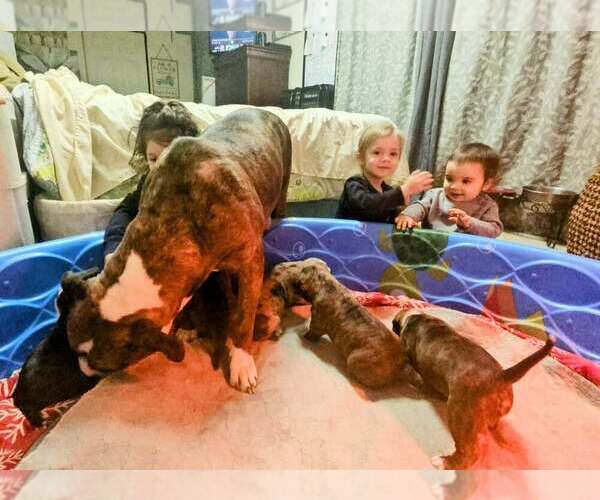 Medium Photo #6 Alapaha Blue Blood Bulldog Puppy For Sale in SHELOCTA, PA, USA