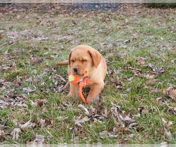 Medium Photo #22 Labrador Retriever Puppy For Sale in SYRACUSE, IN, USA