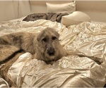 Small Photo #1 Irish Dane Puppy For Sale in SPRINGFIELD, MO, USA