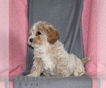 Small #3 Poodle (Miniature)