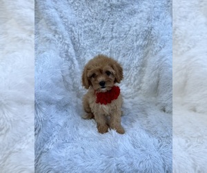 Cavapoo Puppy for sale in JEFFERSONVILLE, IN, USA