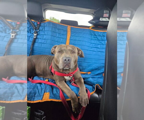 Medium Photo #51 American Staffordshire Terrier Puppy For Sale in Sayreville, NJ, NJ, USA
