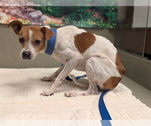 Parson Russell Terrier-Unknown Mix Dogs for adoption in Moreno Valley, CA, USA