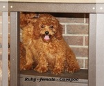 Image preview for Ad Listing. Nickname: Ruby