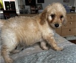Small Photo #61 Goldendoodle (Miniature) Puppy For Sale in PENSACOLA, FL, USA