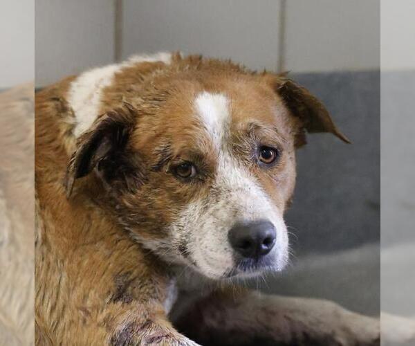 Medium Photo #1 American Staffordshire Terrier-Unknown Mix Puppy For Sale in San Antonio, TX, USA