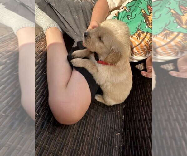 Medium Photo #2 Golden Retriever Puppy For Sale in CHARLES TOWN, WV, USA