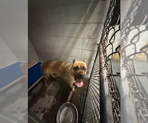Mutt Dogs for adoption in Stockton, CA, USA