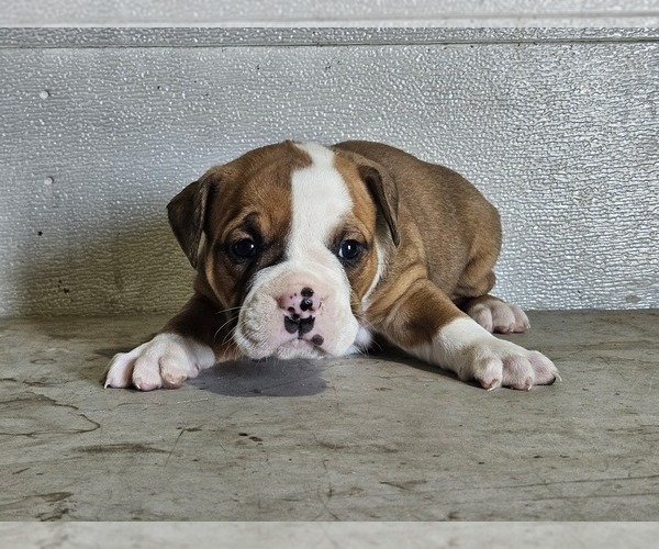 Medium Photo #4 Olde English Bulldogge Puppy For Sale in NILES, MI, USA