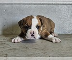 Small #3 Olde English Bulldogge