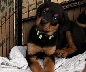 Medium Rottweiler