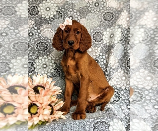 Medium Photo #2 Irish Setter Puppy For Sale in QUARRYVILLE, PA, USA