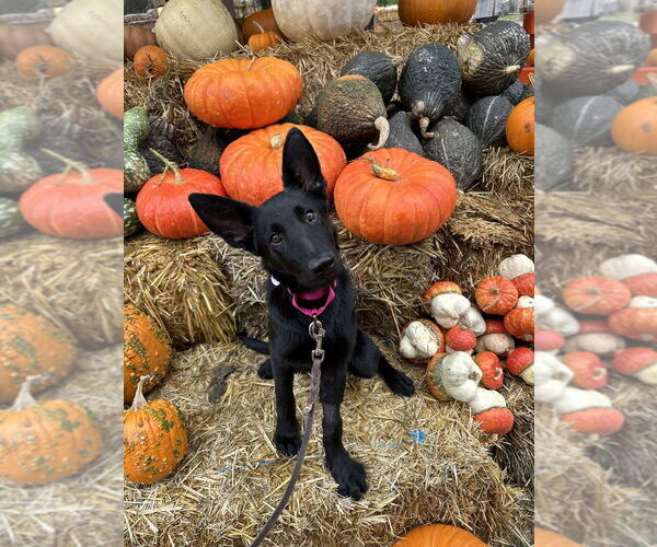Medium Photo #1 German Shepherd Dog Puppy For Sale in West Sacramento, CA, USA