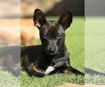 Small #2 Chiweenie
