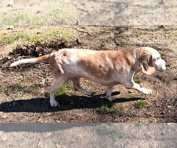 Medium Photo #2 Basset Hound Puppy For Sale in Deepwater, NJ, USA