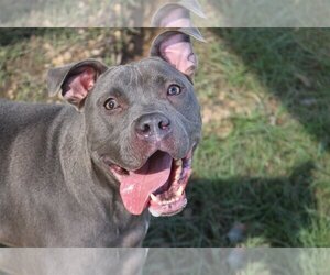 American Staffordshire Terrier-Unknown Mix Dogs for adoption in Jackson, MS, USA
