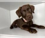 Small Photo #6 Labrador Retriever Puppy For Sale in ALEXANDRIA, VA, USA