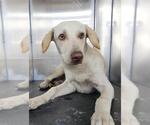 Small Labrador Retriever Mix