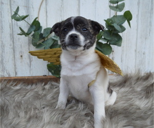 Boston Terrier-Jack Russell Terrier Mix Puppy for sale in HONEY BROOK, PA, USA
