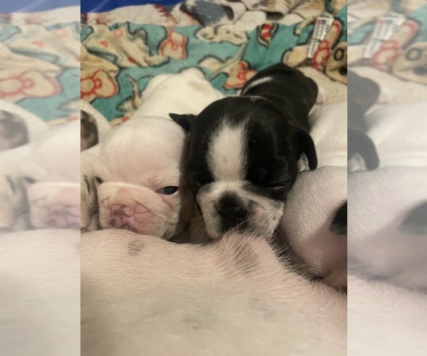 Medium Photo #34 French Bulldog Puppy For Sale in ARLETA, CA, USA