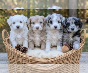 Aussiedoodle Miniature  Puppy for sale in SPIRIT LAKE, ID, USA