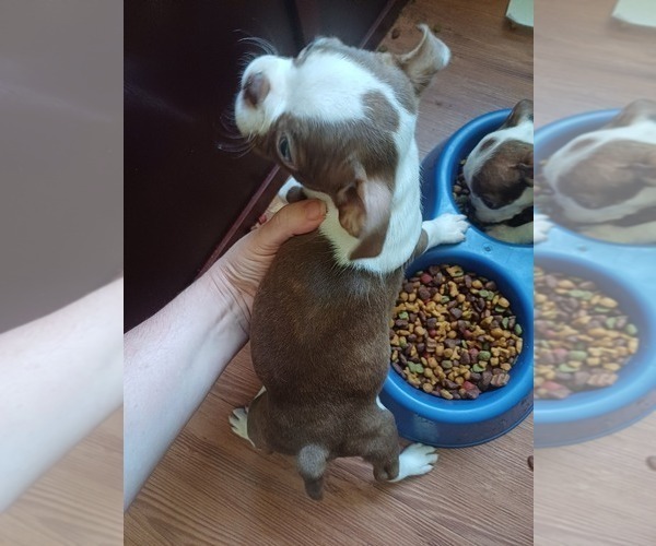 Medium Photo #4 Boston Terrier Puppy For Sale in ANNISTON, AL, USA