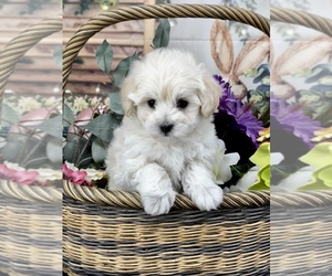 Cane Corso Puppy for sale in CASSVILLE, MO, USA