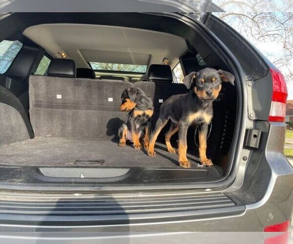 Medium Photo #6 Rottweiler Puppy For Sale in DETROIT, MI, USA