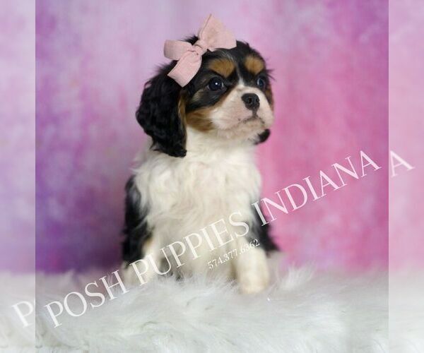 Medium Photo #3 Cavalier King Charles Spaniel Puppy For Sale in WARSAW, IN, USA