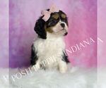 Small #2 Cavalier King Charles Spaniel